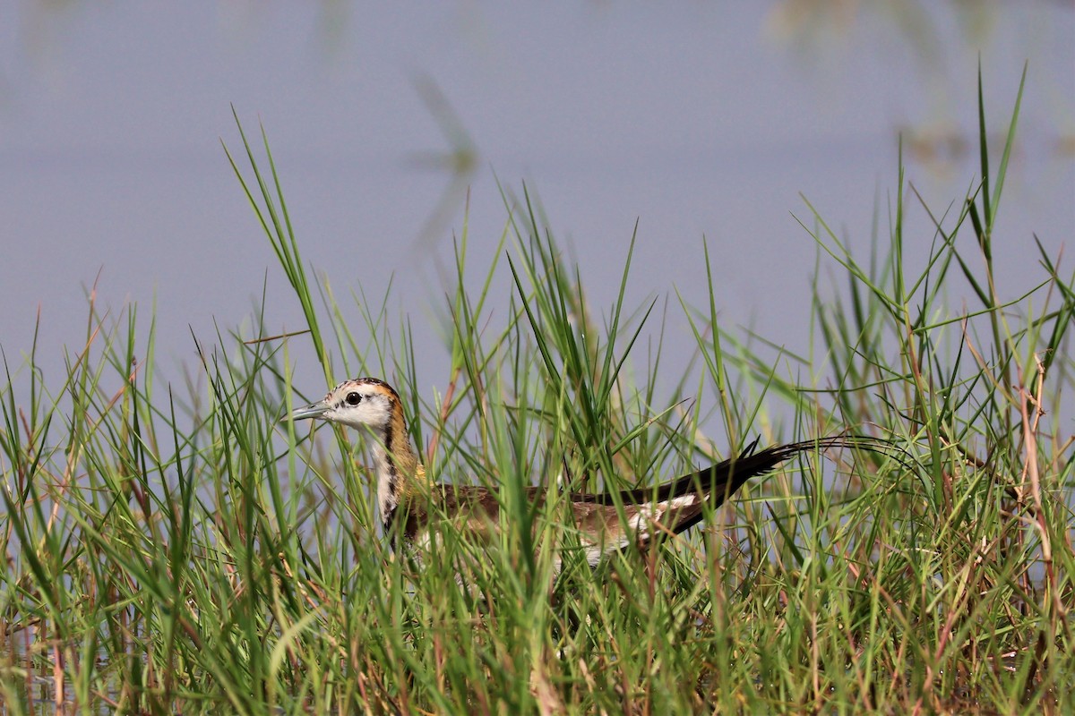 Фазанохвостая якана - ML645034207