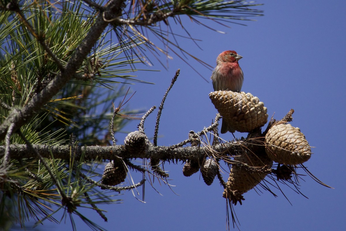 House Finch - ML645034208
