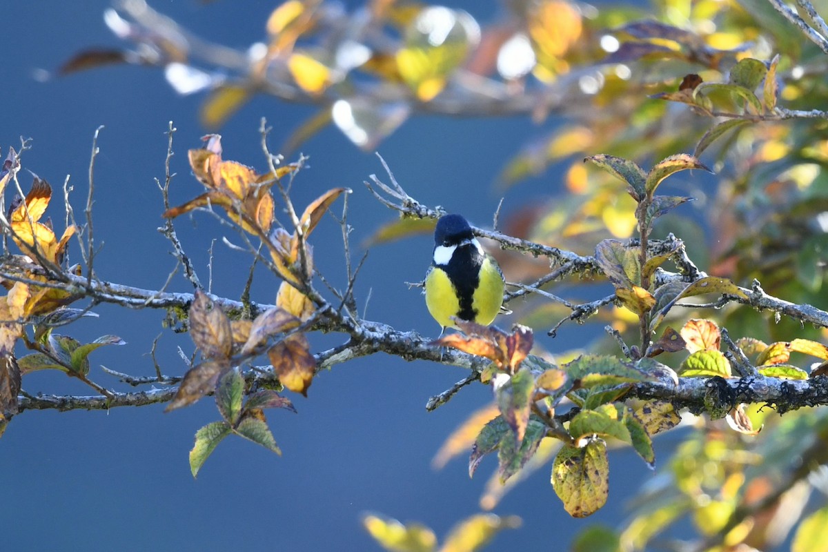 Carbonero Dorsiverde - ML645034209