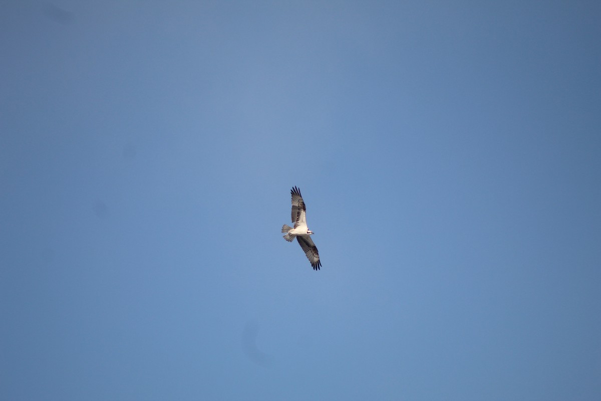 Osprey - ML645034210