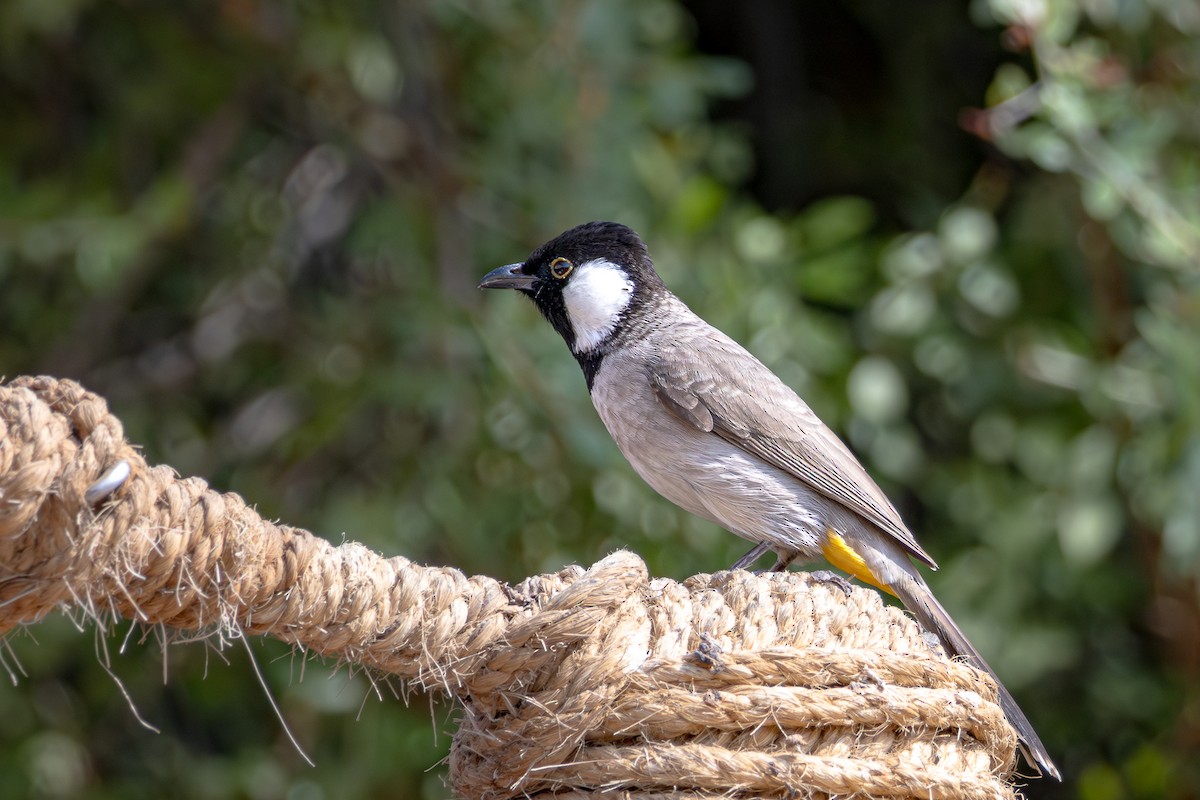 בולבול לבן-לחיים - ML645034211