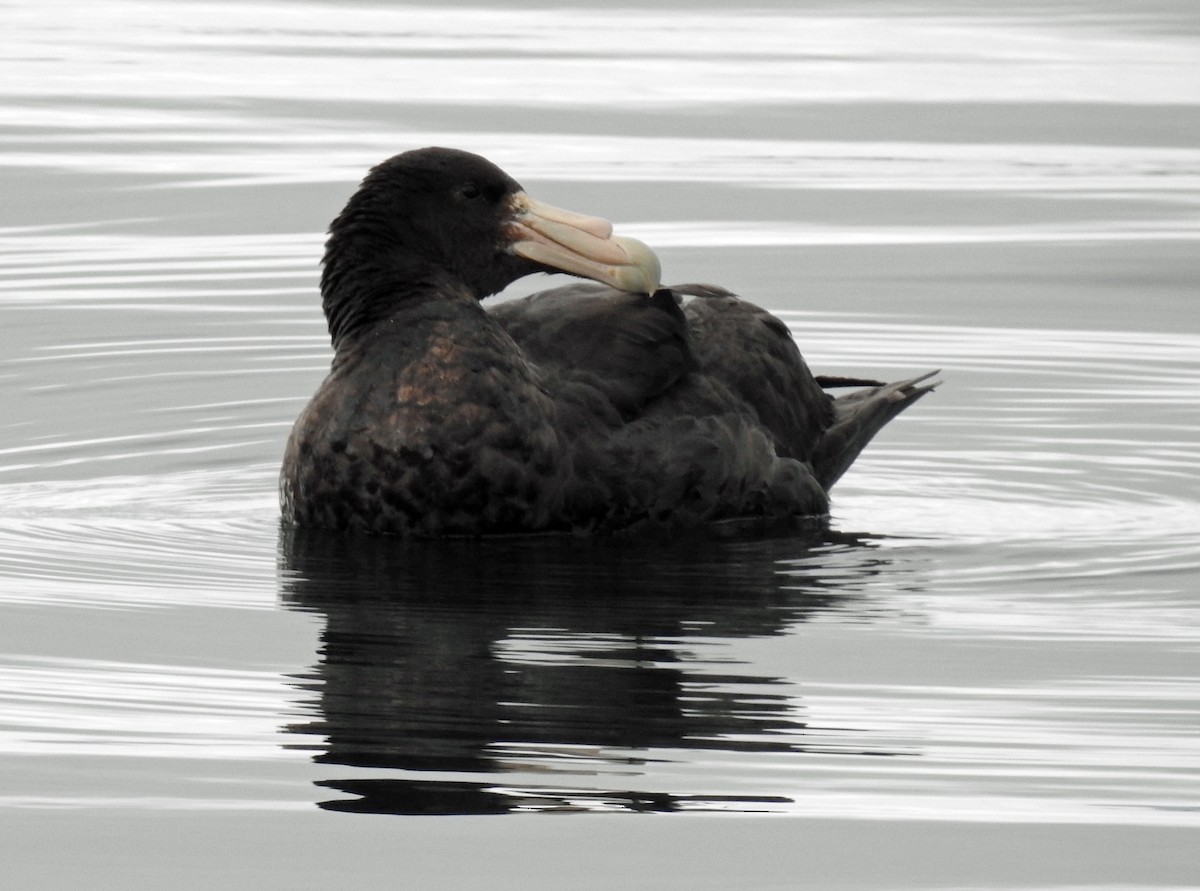 sørkjempepetrell - ML645034221