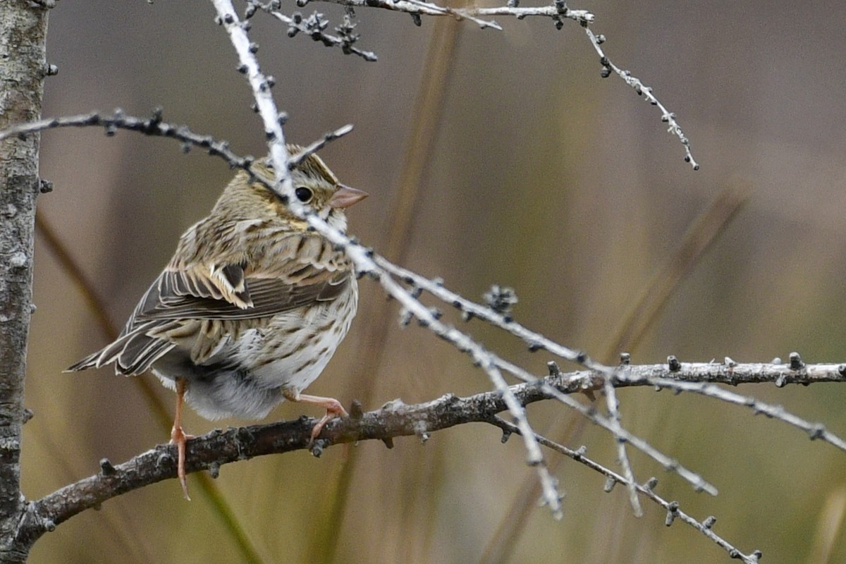 稀樹草鵐(princeps) - ML645034233