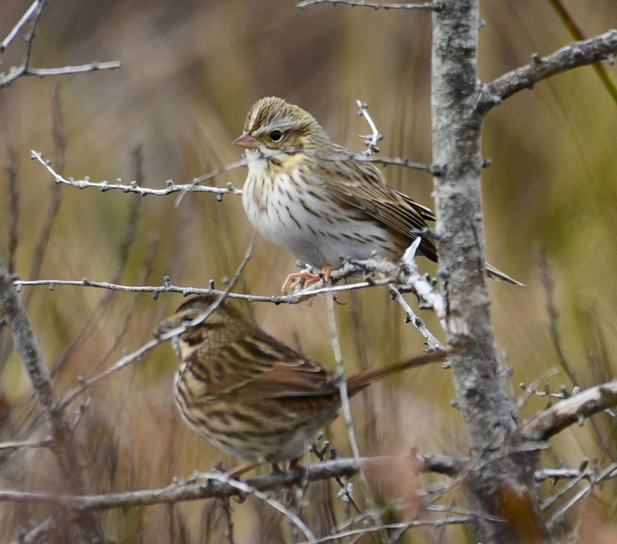 稀樹草鵐(princeps) - ML645034234