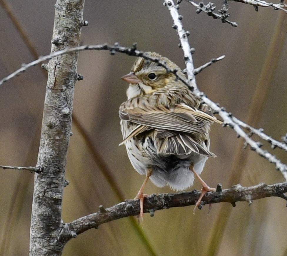 稀樹草鵐(princeps) - ML645034236