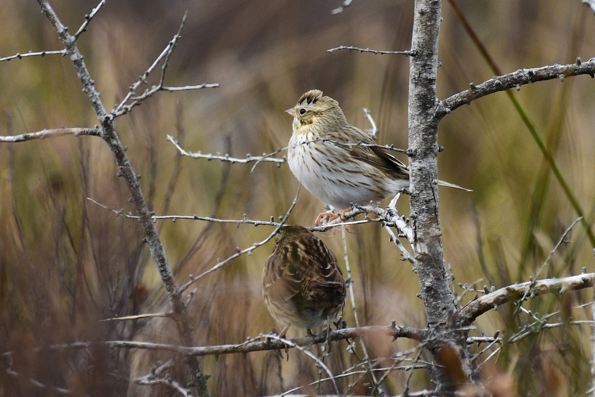稀樹草鵐(princeps) - ML645034237