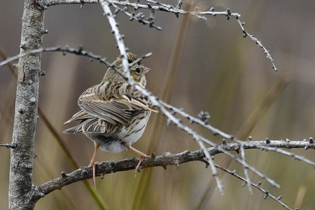 稀樹草鵐(princeps) - ML645034238