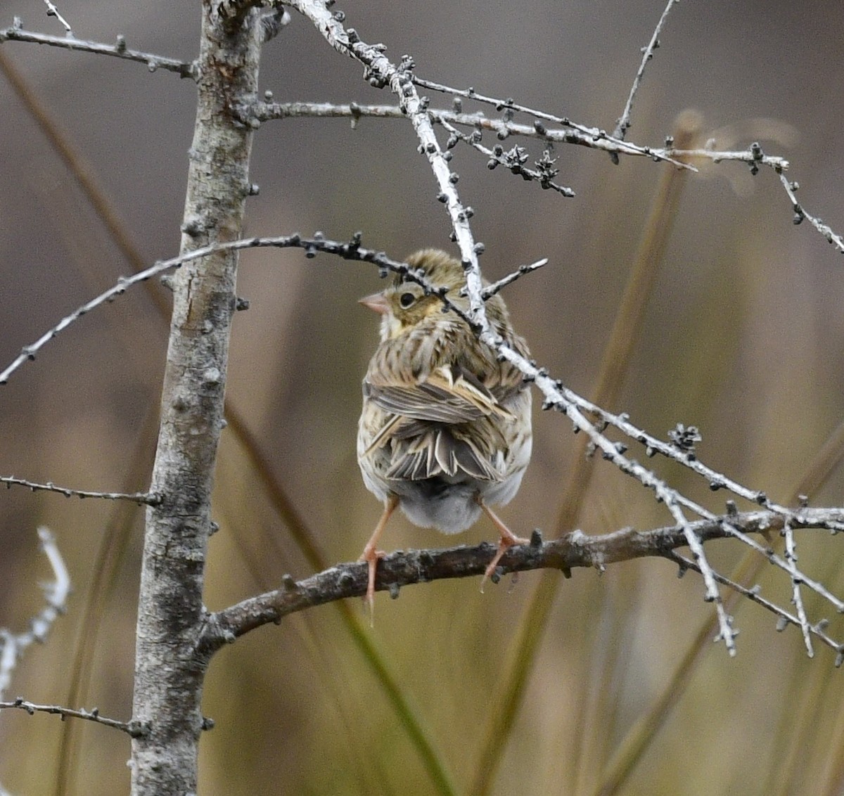 稀樹草鵐(princeps) - ML645034239