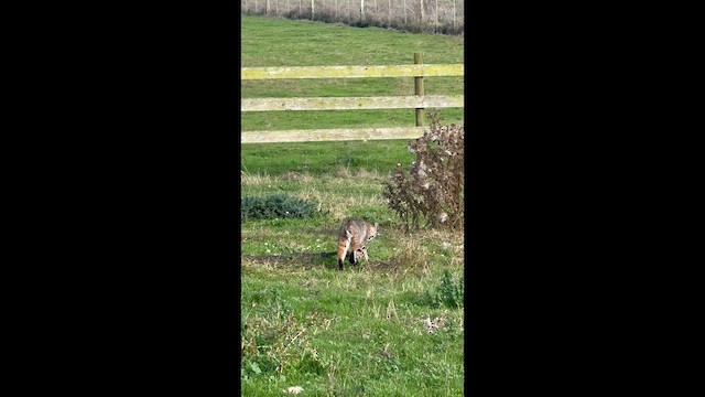 Western Bobcat - ML645034258