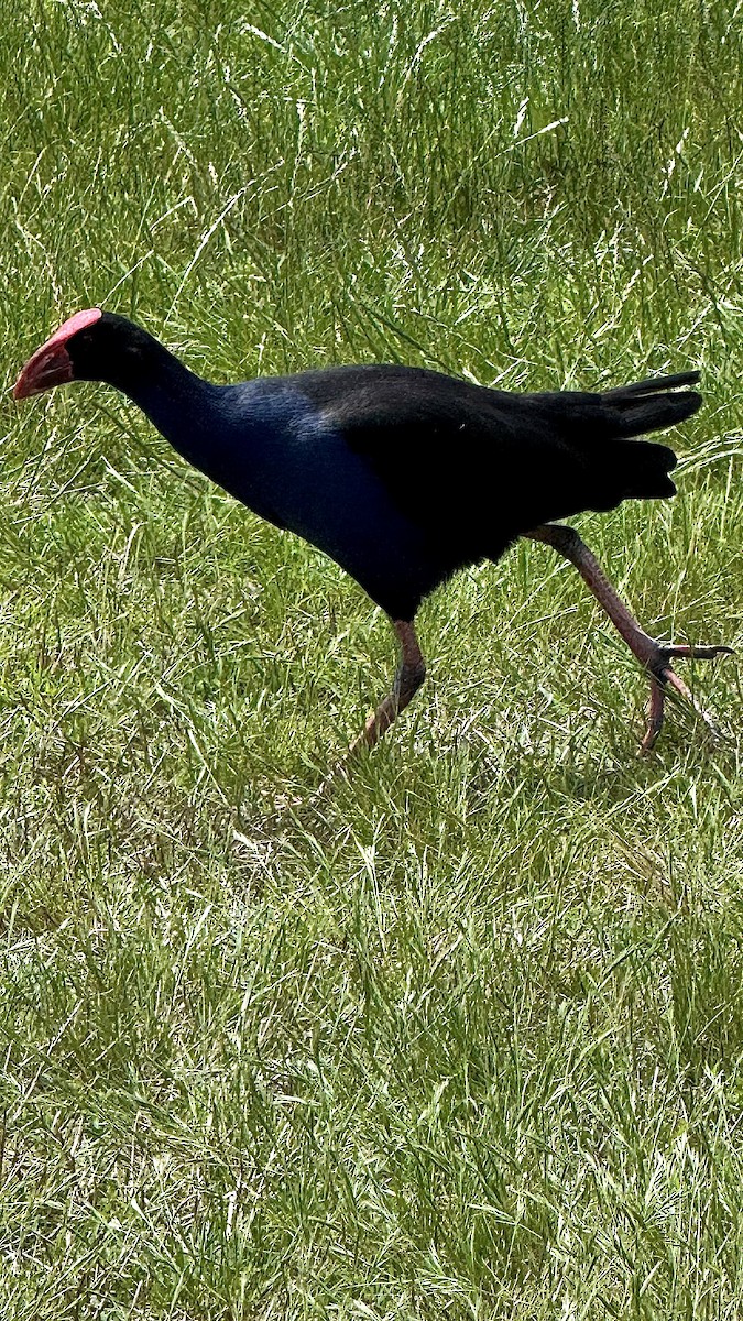 slípka australasijská - ML645034262