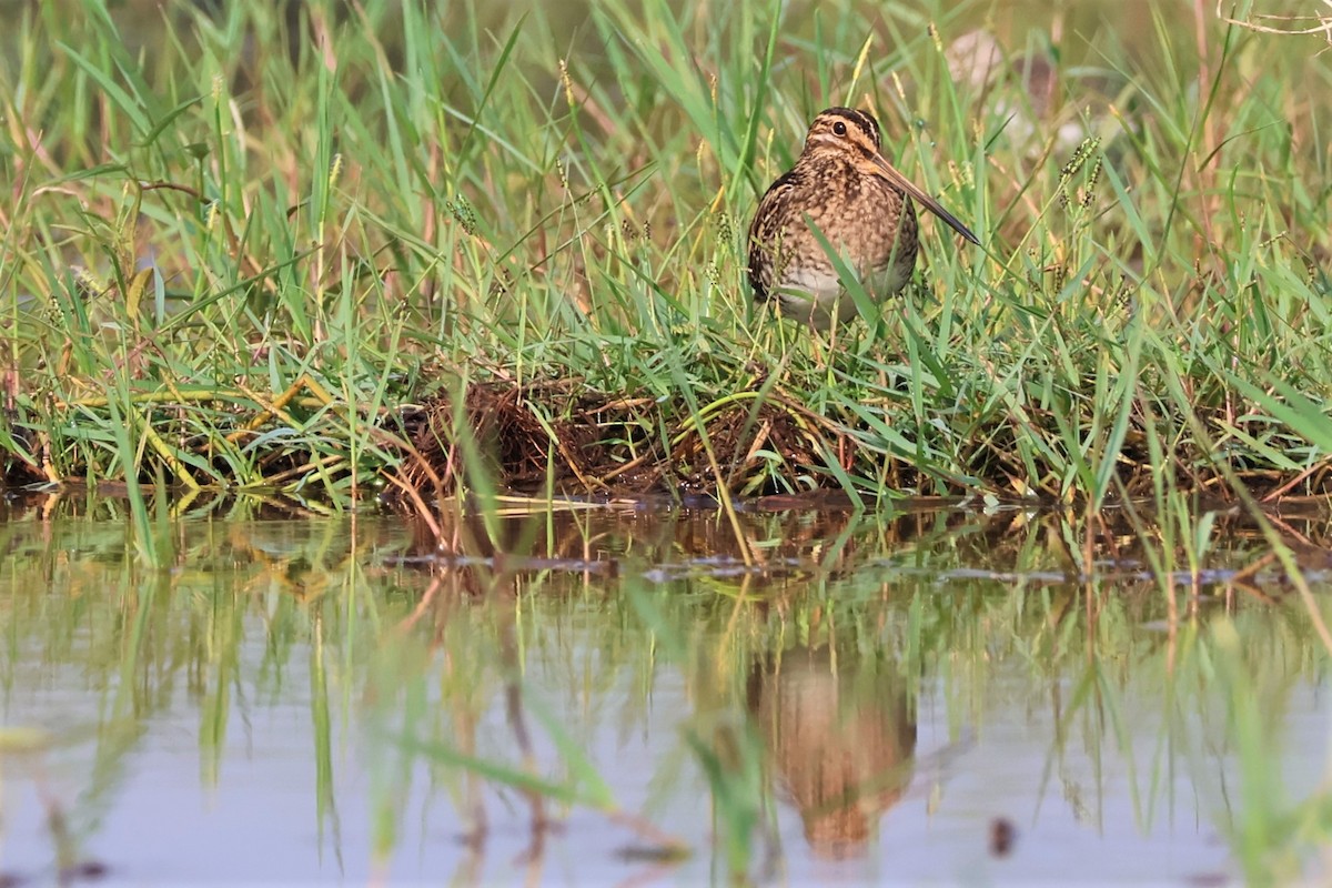 חרטומית ביצות - ML645034264