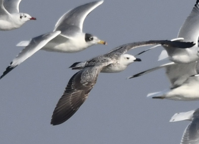 Lesser Black-backed Gull - ML645034274