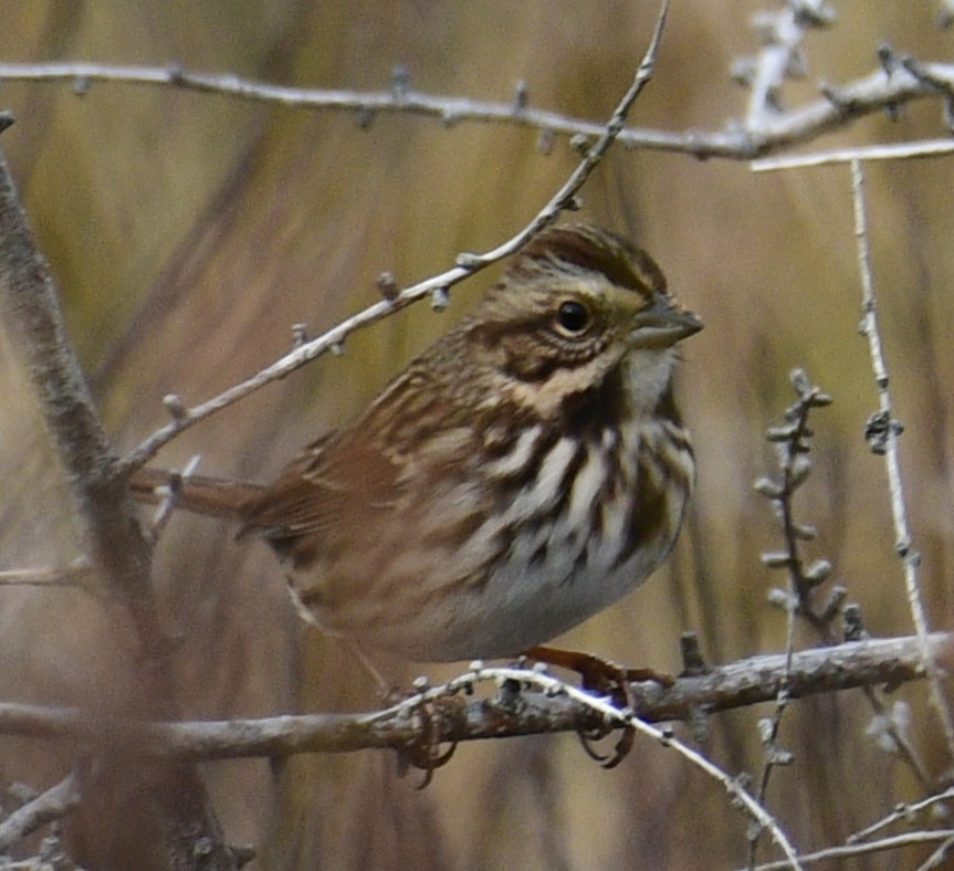 Song Sparrow - ML645034275
