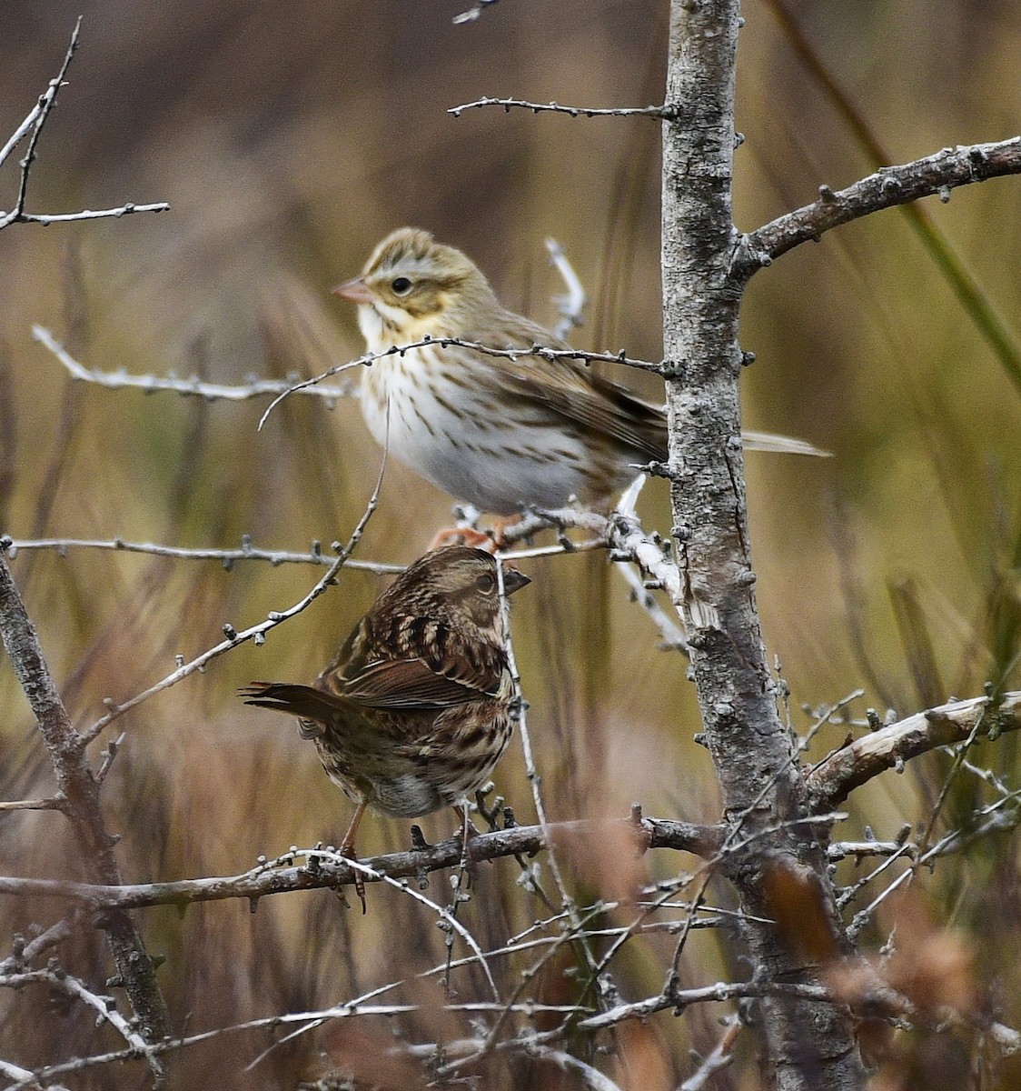 Song Sparrow - ML645034276
