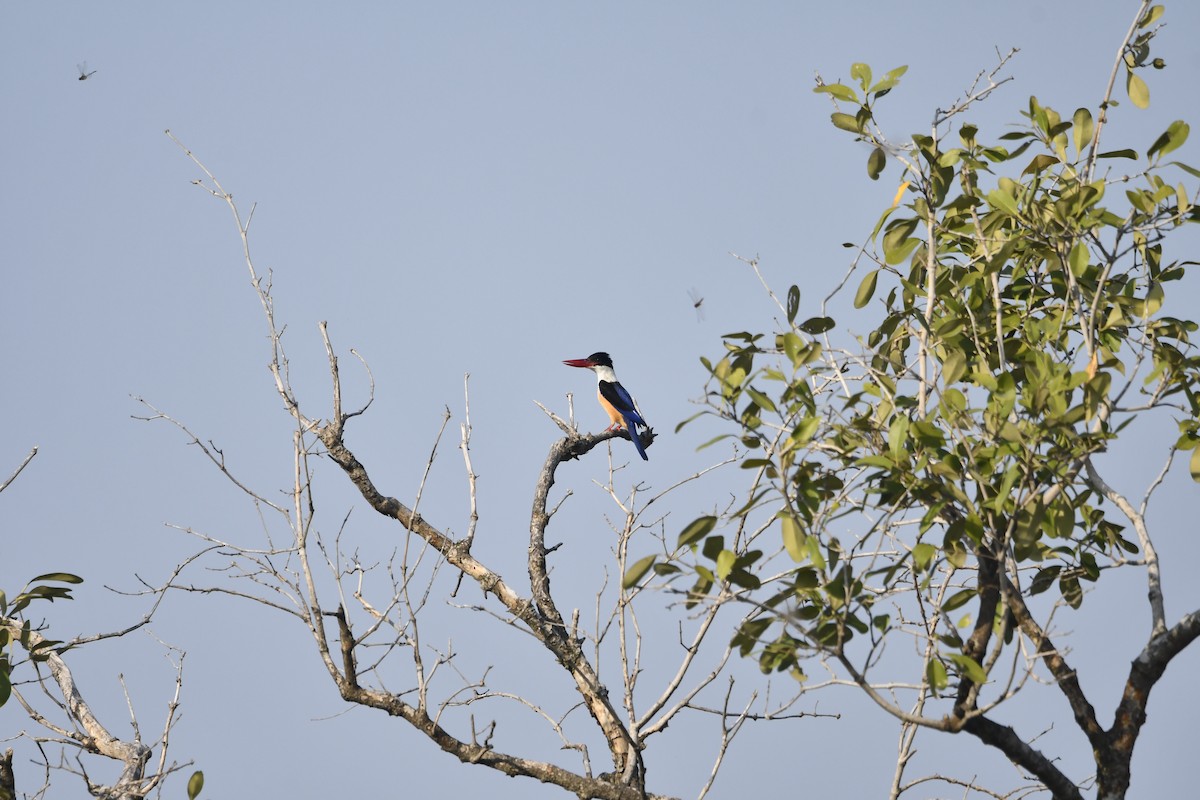 Black-capped Kingfisher - ML645034316