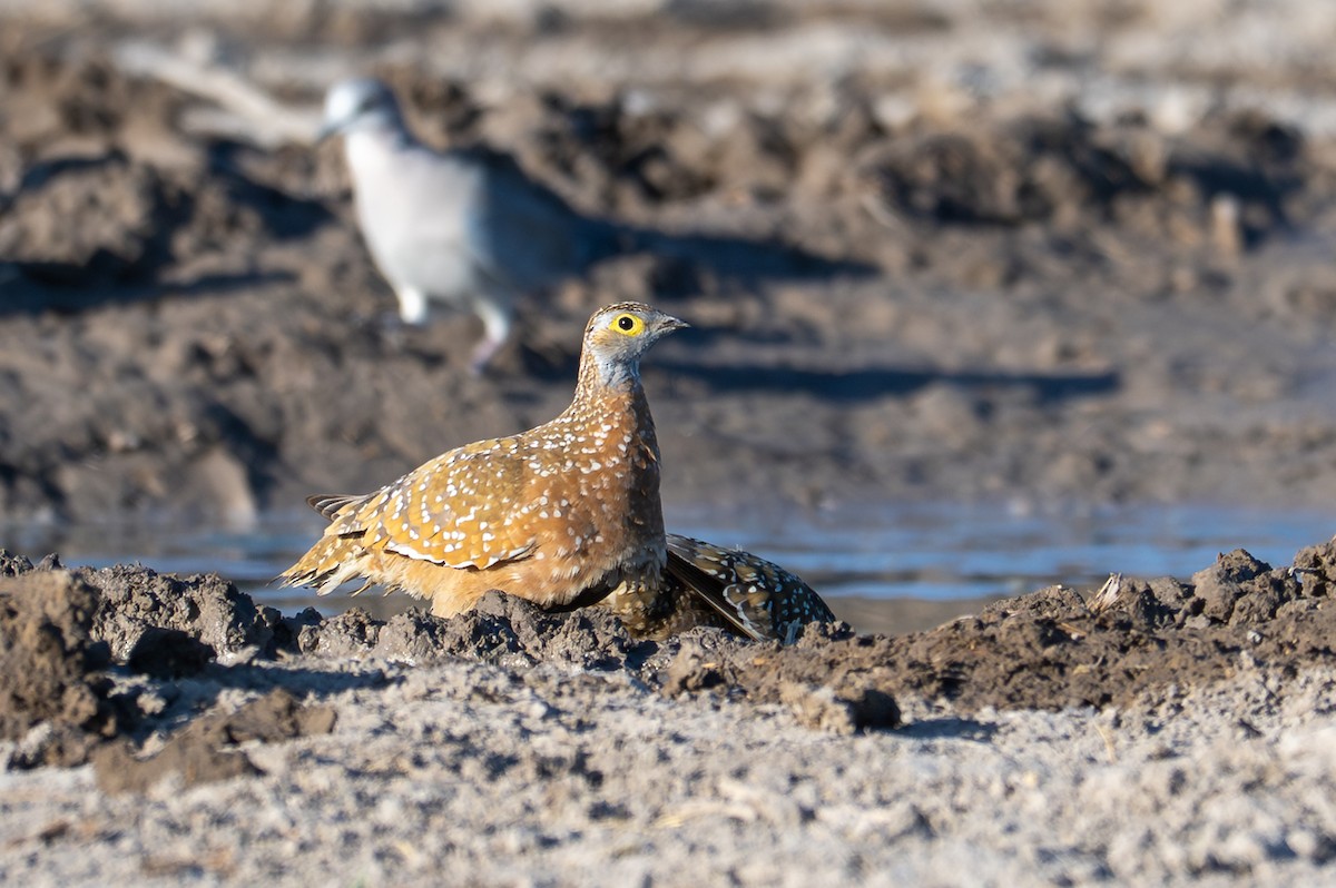 Fleckenflughuhn - ML645034319