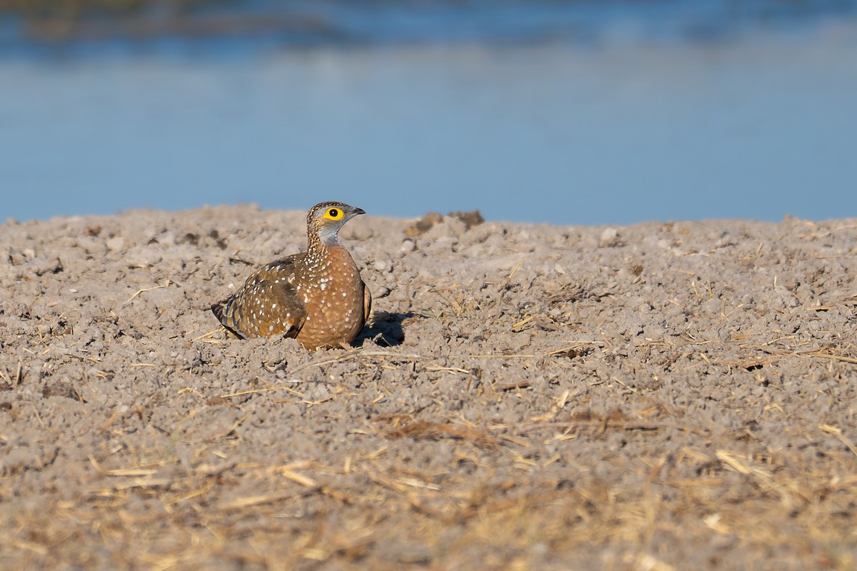 Fleckenflughuhn - ML645034320