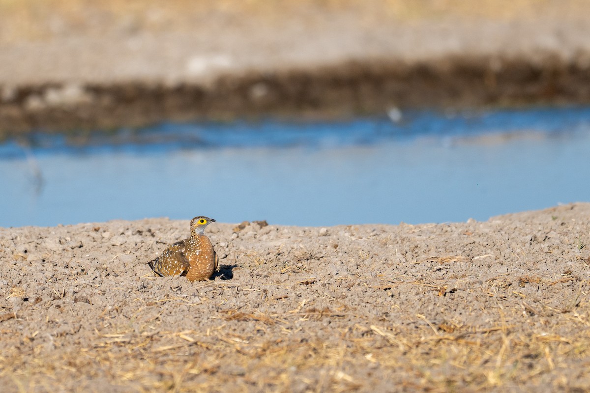 Fleckenflughuhn - ML645034321