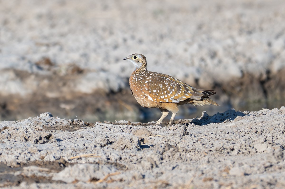 Fleckenflughuhn - ML645034322