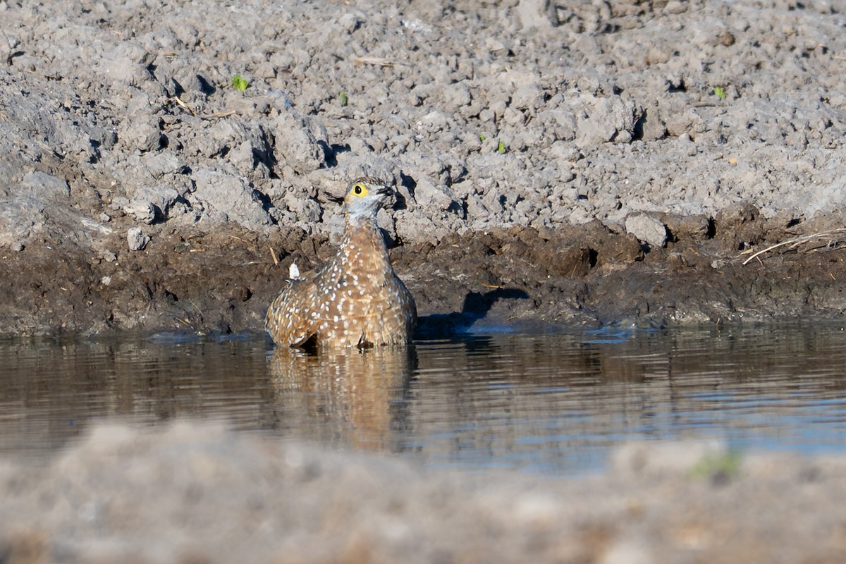 Fleckenflughuhn - ML645034323