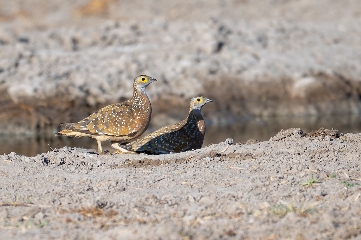 Fleckenflughuhn - ML645034324