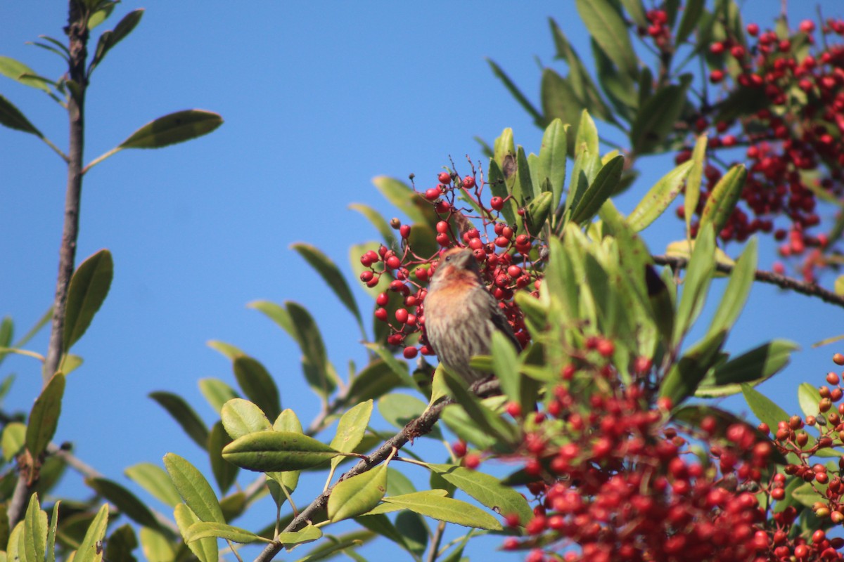 House Finch - ML645034328