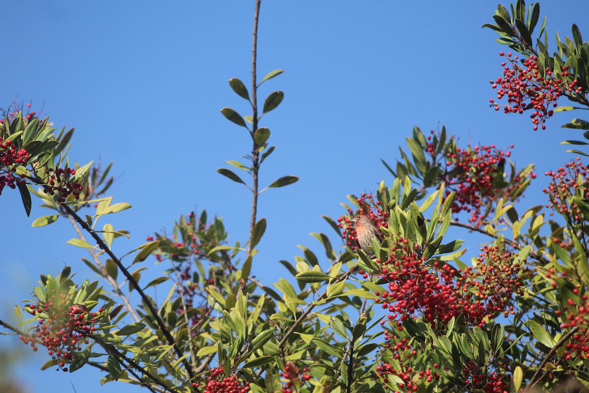 House Finch - ML645034329