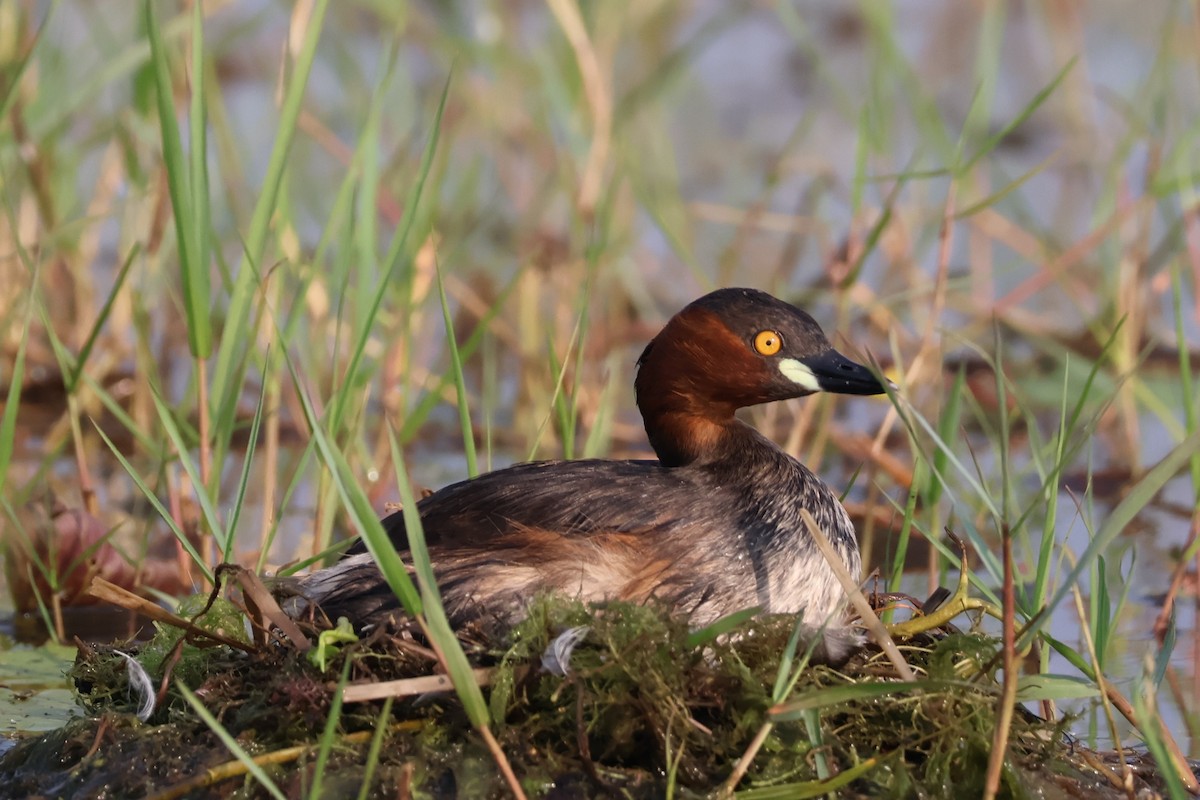 potápka malá - ML645034343