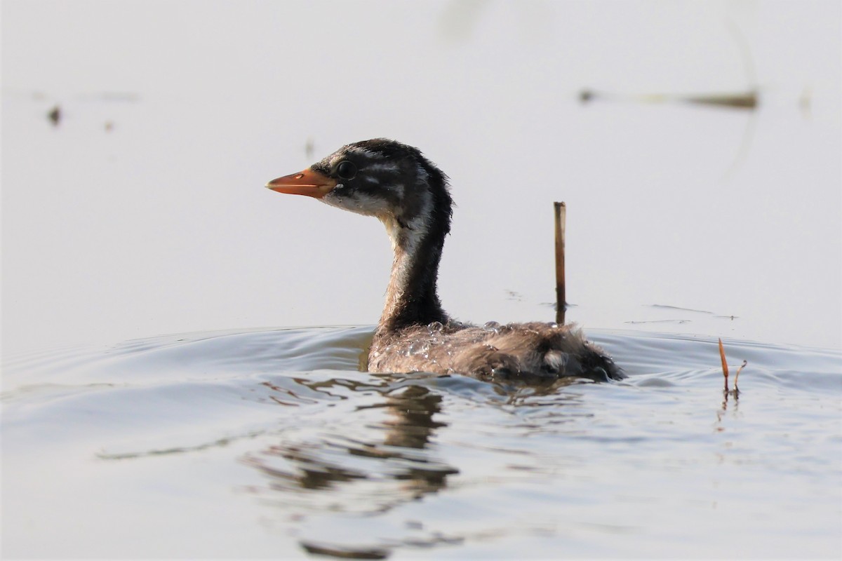 potápka malá - ML645034344