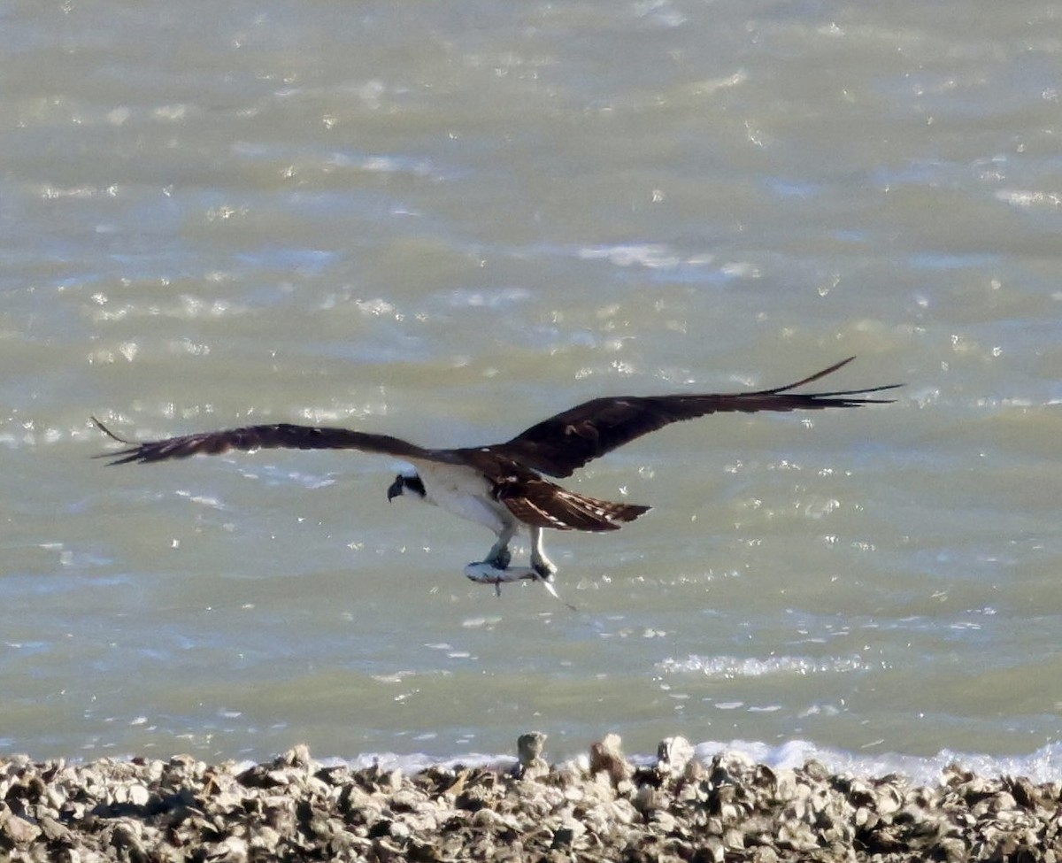 Osprey - ML645034345