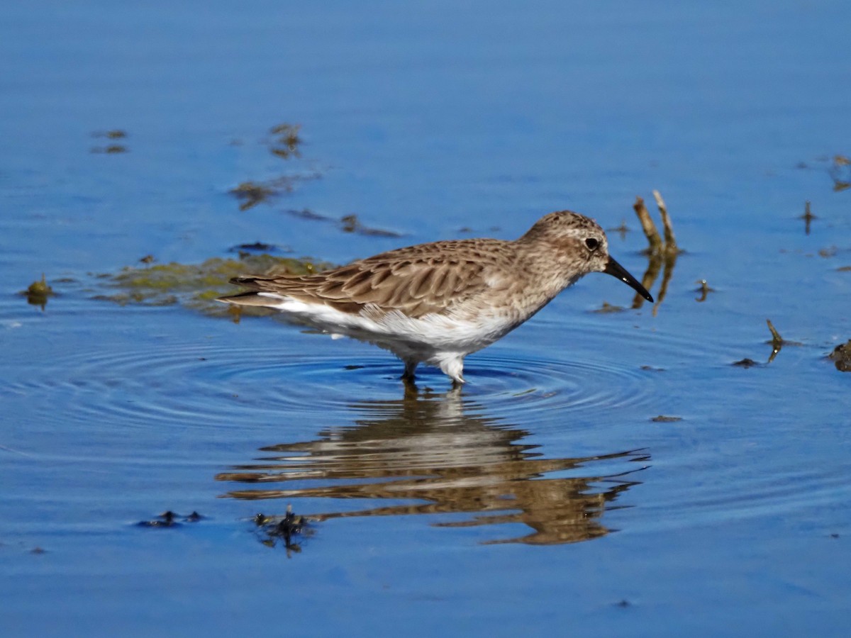 Least Sandpiper - ML645034359