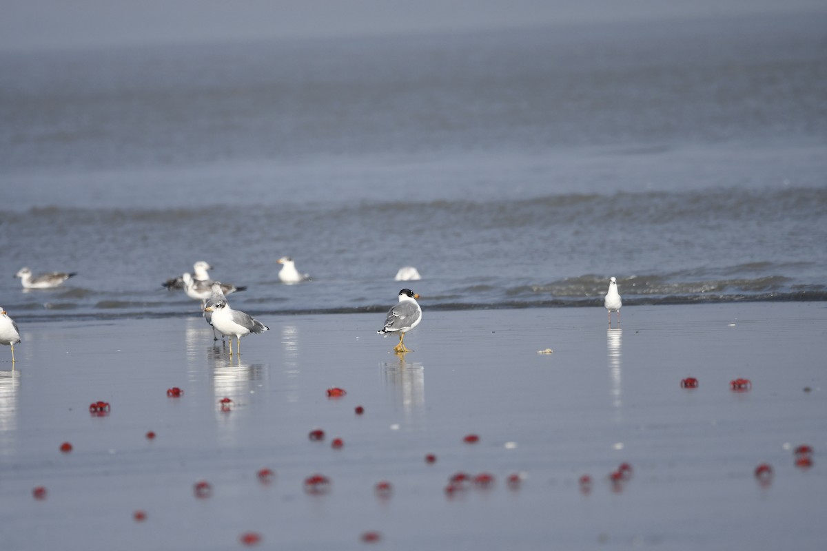 Pallas's Gull - ML645034364