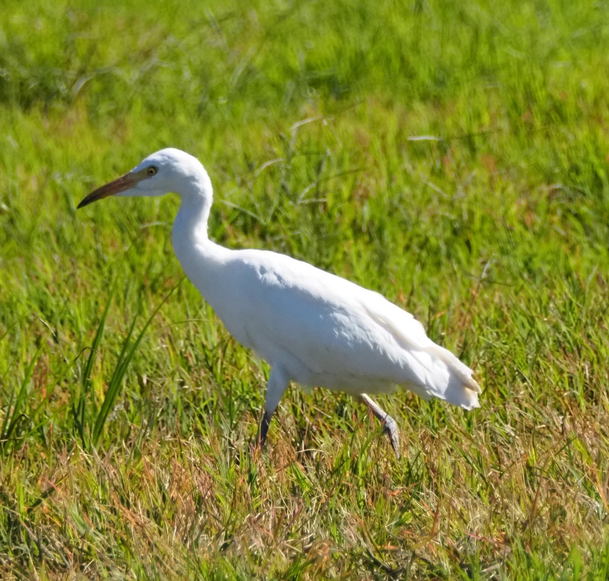 Western Cattle-Egret - ML645034376