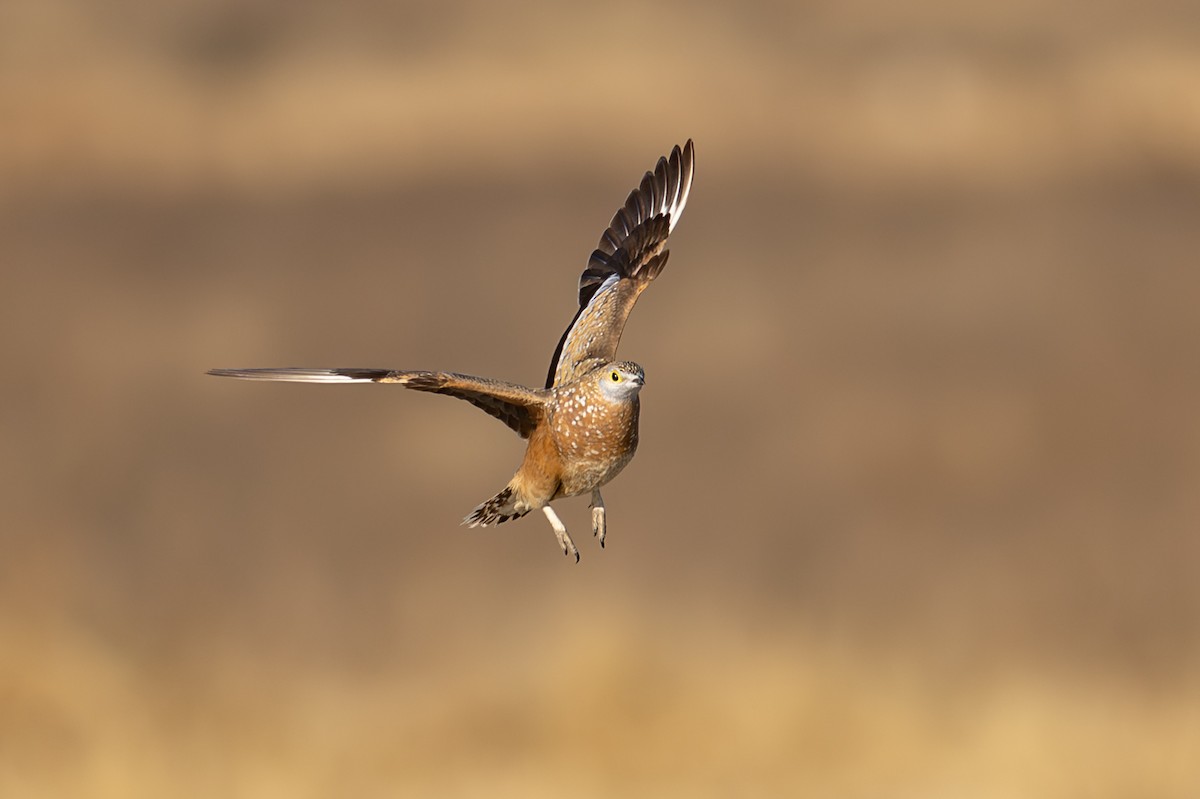 Fleckenflughuhn - ML645034378