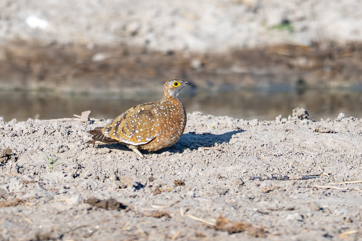 Fleckenflughuhn - ML645034379