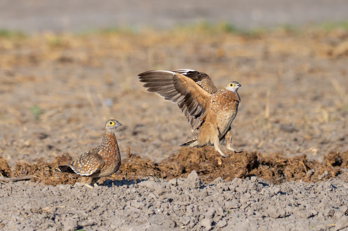 Fleckenflughuhn - ML645034381