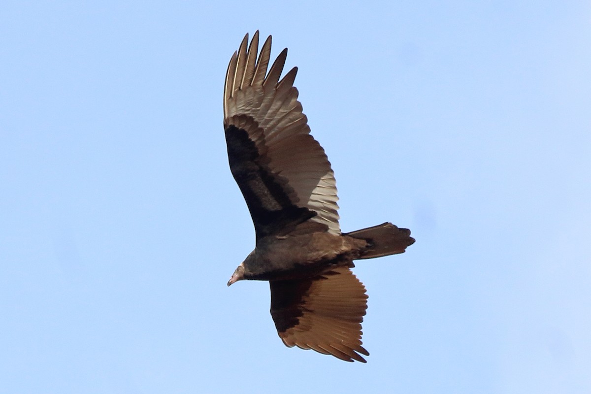 Turkey Vulture - ML645034393