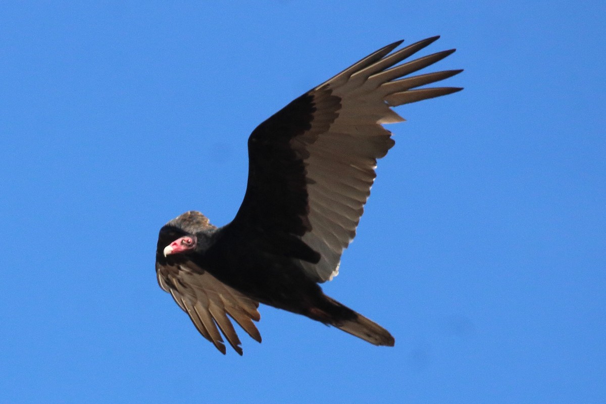Turkey Vulture - ML645034394