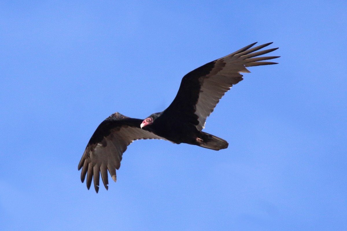 Turkey Vulture - ML645034395