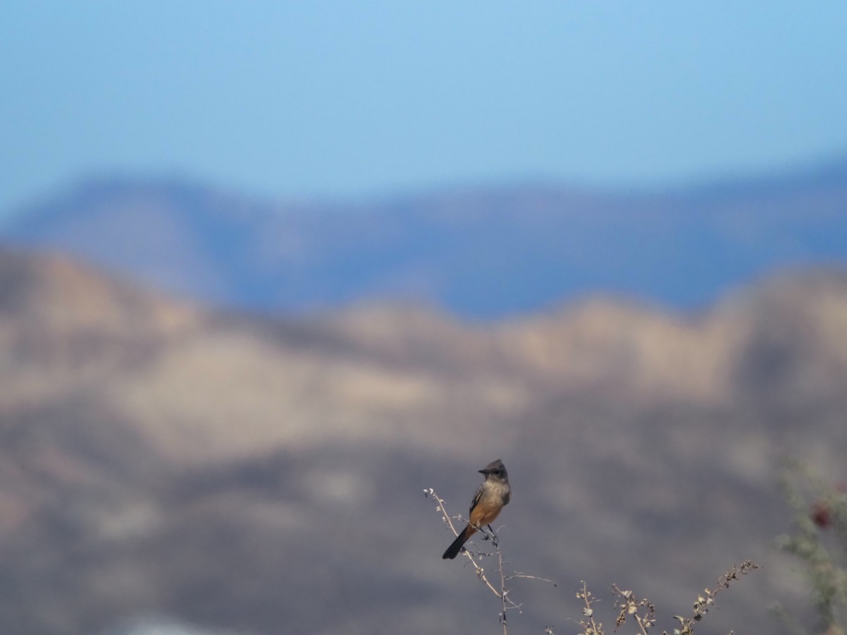 Say's Phoebe - ML645034397