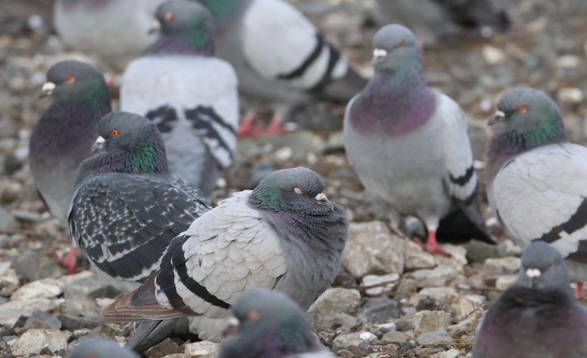 Haitz-usoa (etxekoa) - ML645034399