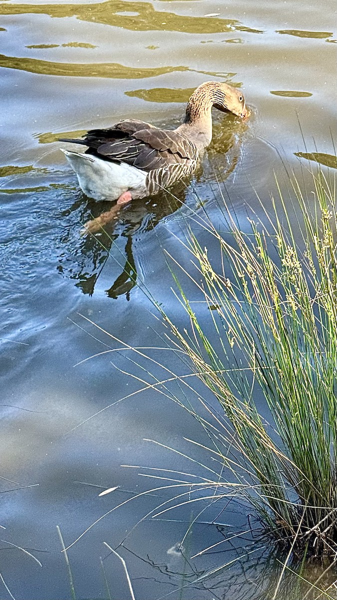 Oca selvatica (domestica) - ML645034401
