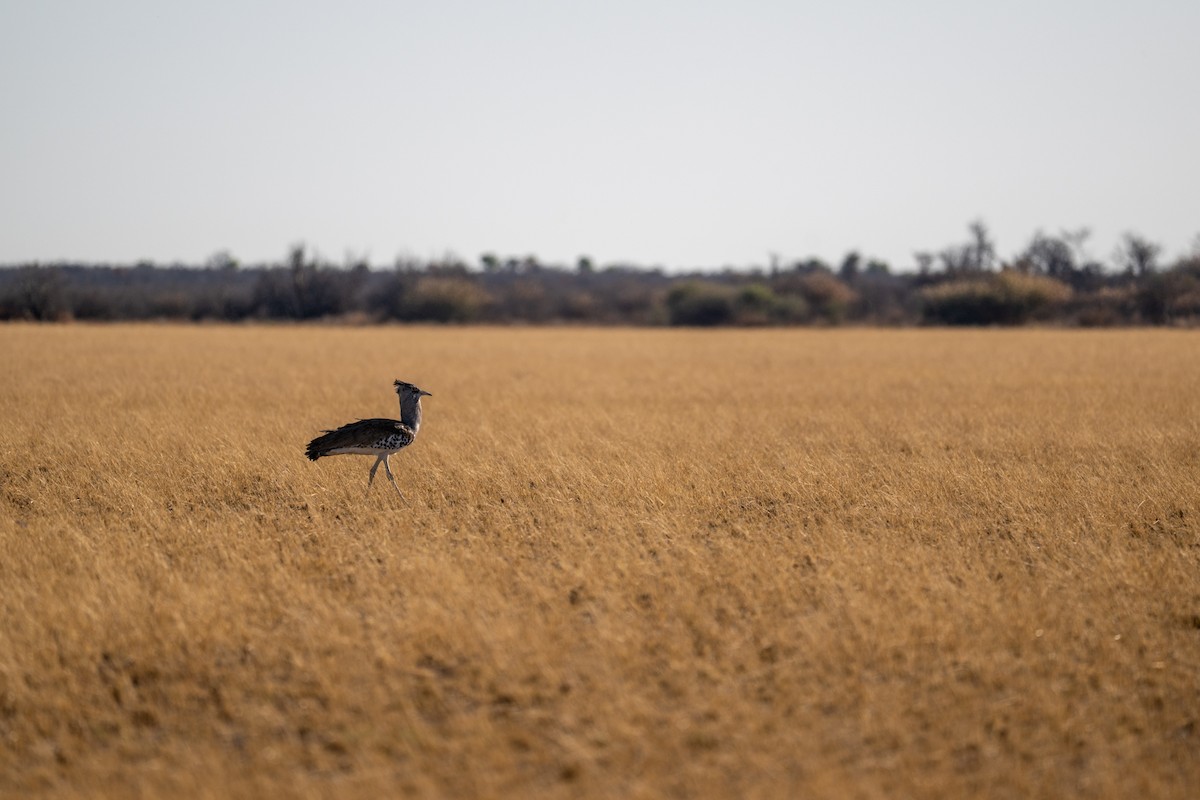 Дрофа-кори - ML645034406
