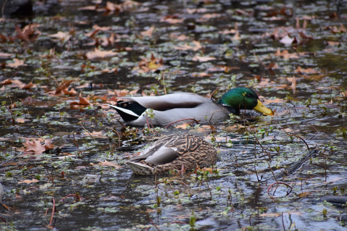 綠頭鴨 - ML645034413