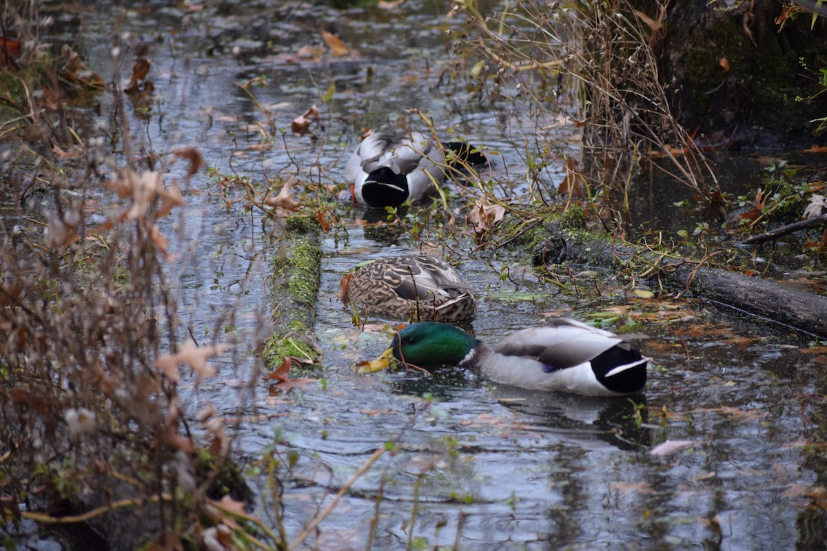 綠頭鴨 - ML645034414