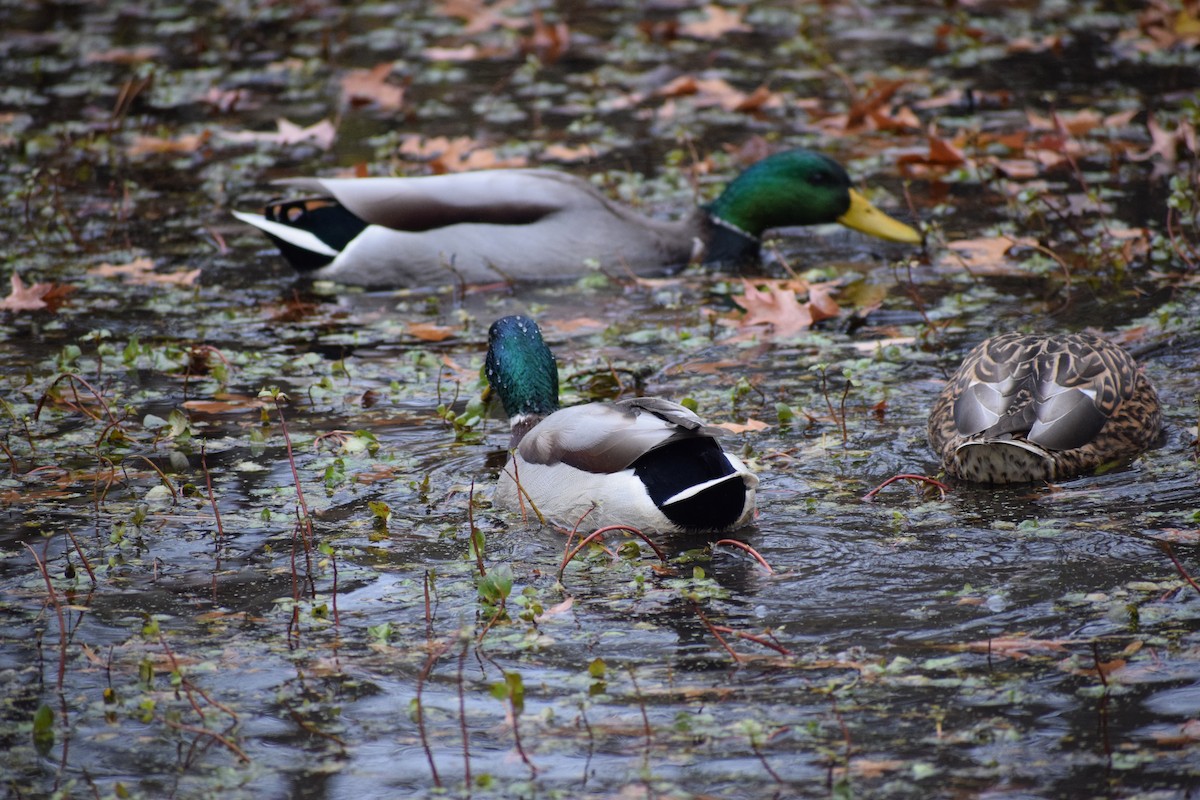 綠頭鴨 - ML645034415