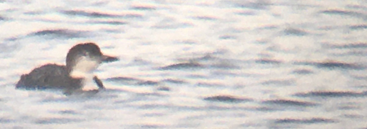 Common Loon - ML645034420