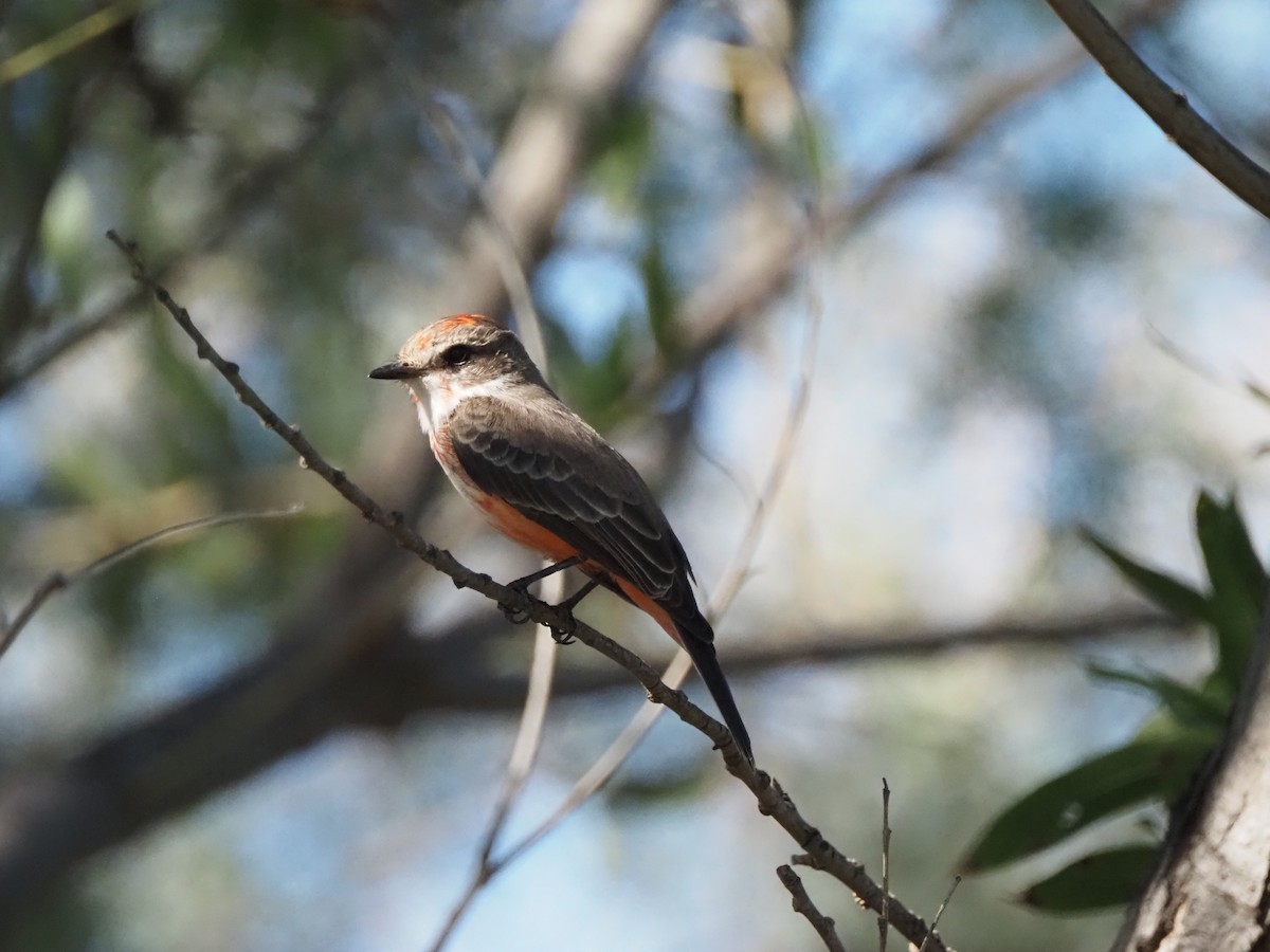 Vermilion Flycatcher - ML645034421