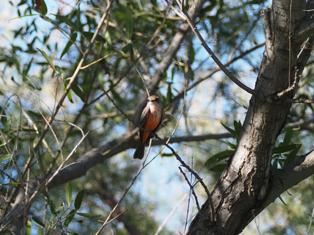 Vermilion Flycatcher - ML645034422