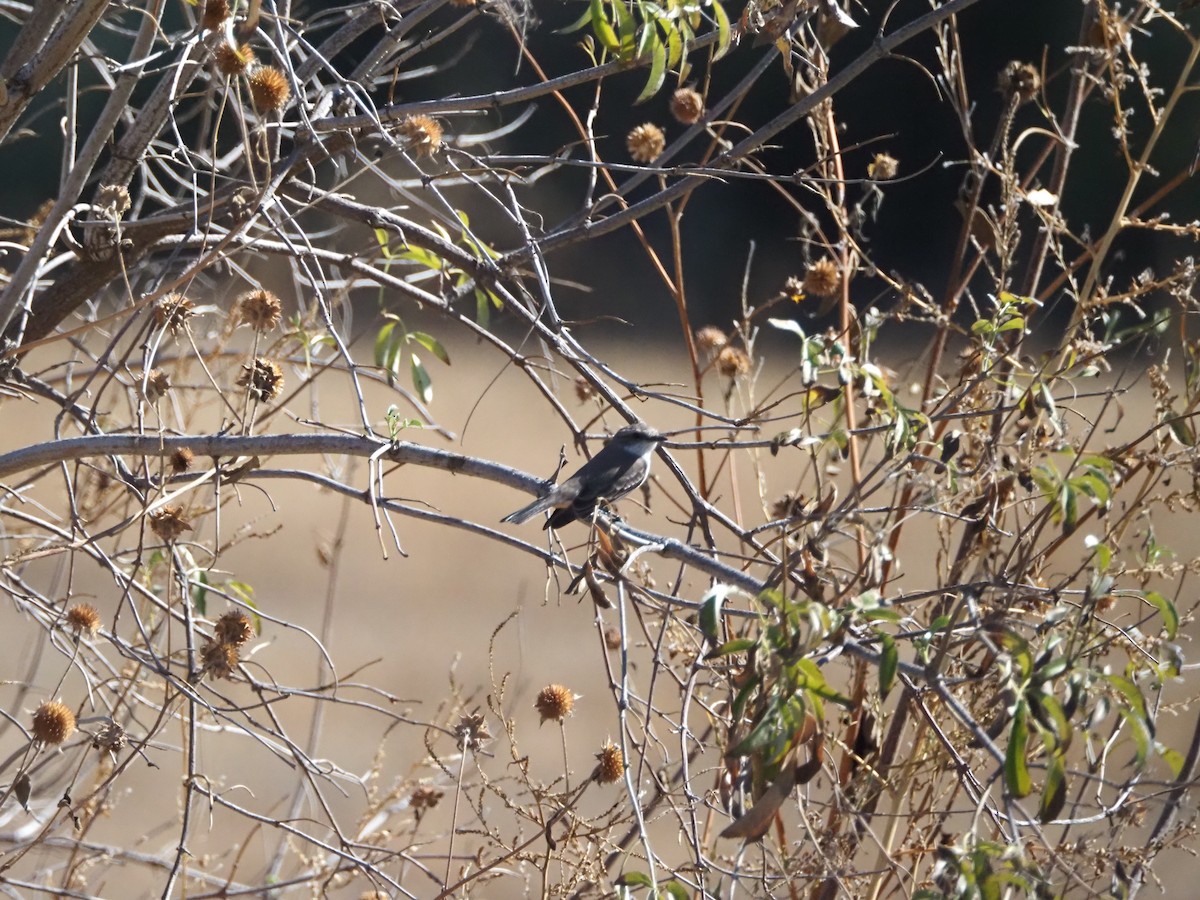 Vermilion Flycatcher - ML645034423